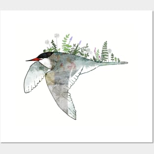 Arctic Tern Posters and Art